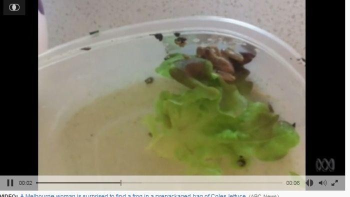 Konsumen di Melbourne Temukan Katak Hidup dalam Kemasan Sayur