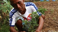 Cabai rawit bakal siap petik usai 3 bulan pasca masa tanam.