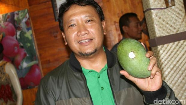 Mangga Gadung Klonal 21 Ditetapkan Jadi Buah Asli Kabupaten Pasuruan