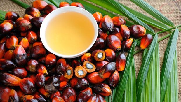 Close up of fresh oil palm fruits with cooking oil, selective focus.