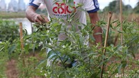 Rawit yang ia tanam sejak 3 bulan lalu mulai siap petik beberapa hari lagi. Ia menanam cabai untuk antisipasi harga rawit yang melonjak.