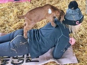 Siapa yang Mau Yoga Bersama Kambing?