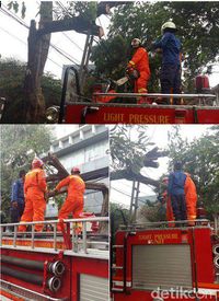 Pohon Tumbang di Cempaka Timur Jakpus, Lalin Sempat Tersendat