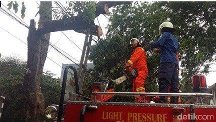Pohon Tumbang di Cempaka Timur Jakpus, Lalin Sempat Tersendat