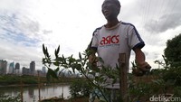 Asda tertawa senang karena tanaman cabai rawit miliknya membuat anggaran dapur membeli cabai bisa dihindari. Saat ini, rawit merah berada di kisaran Rp 120.000/kg.