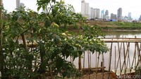 Cabai ini bisa dipetik 3 hari sekali dalam kurun waktu 3 bulan.