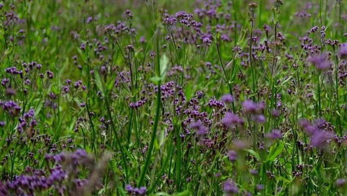 Hamparan bunga Verbena hiasi jalur pendakian Gunung Semeru