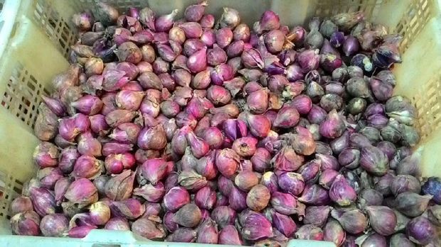 Harga Cabai Rawit Merah Masih 'Pedas', Capai Rp 130.000/Kg
