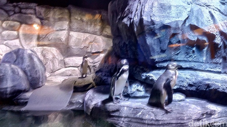 Pajang Penguin Hidup, Restoran di Jakbar Ini Didemo Pajang Penguin Hidup, Restoran di Jakbar Ini Didemo