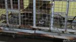 Liburan ke Yogya, Jangan Lupa Icip Sedapnya Kopi Luwak