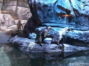 Begini Penampakan Penguin-penguin Hidup di Resto di Jakbar