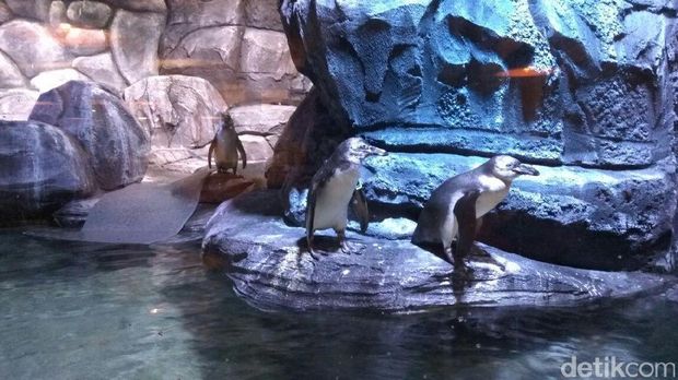 Begini Penampakan Penguin-penguin Hidup di Resto di Jakbar
