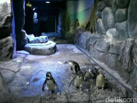 Begini Penampakan Penguin-penguin Hidup di Resto di Jakbar