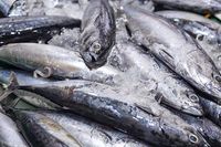 Pakar Biologi Kelautan Ini Sebut Sushi Merusak Lingkungan dan Kesehatan