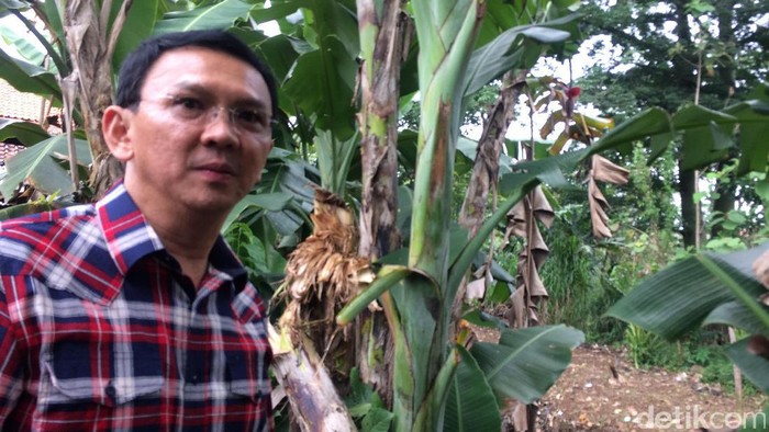 Soal Program 1 M per RW, Ahok: Tanggung Jawabnya Bagaimana?