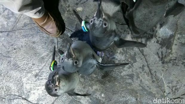Begini Penampakan Penguin-penguin Hidup di Resto di Jakbar