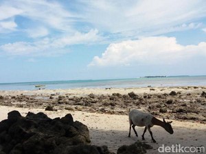 Kambing Saja Liburan, Kamu Kapan?