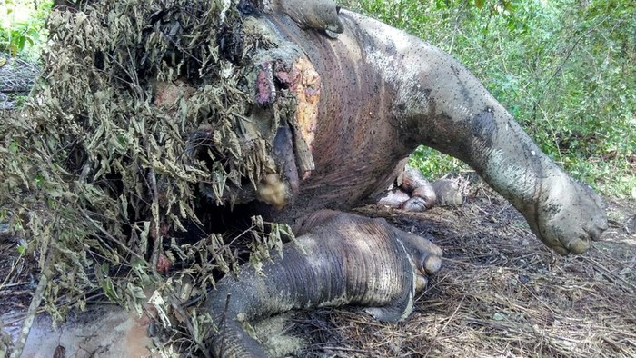 Gajah Jantan Tewas di Kebun Sawit Aceh