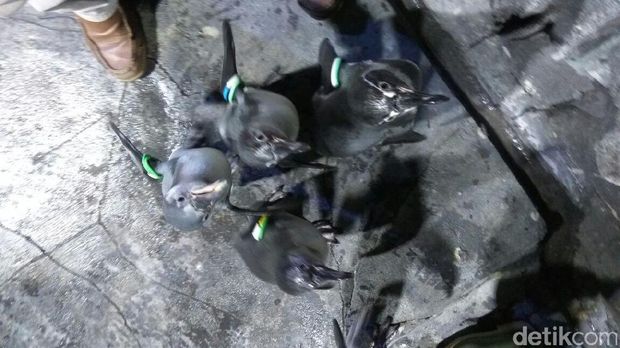 Begini Penampakan Penguin-penguin Hidup di Resto di Jakbar