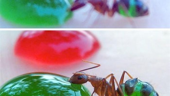 Coba lihat tubuh semut-semut yang sedang makan ini. Makanannya yang masuk ke tubuh mereka dapat kita lihat. Ini adalah jenis semut pharaoh atau Monomorium pharaonis yang banyak ditemukan di daerah tropis. (Foto: boredpanda)