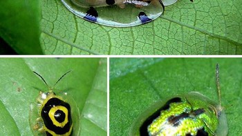 Kumbang ini berjenis tortoise shell beetle. Tubuh kumbang ini memang tidak transpran sepenuhnya, melainkan hanya bagian cangkangnya yang tembus pandang. Bagian transparan tersebut digunakan sebagai pelindung diri untuk menyamar dari musuh. (Foto: boredpanda)