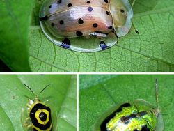 Kumpulan Hewan Tembus Pandang yang Menawan