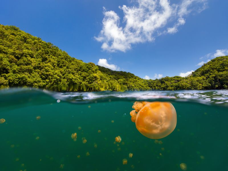 Split photo of endemic golden jellyfish in lake at the Republic of Palau. Snorkeling in Jellyfish Lake is a popular activity for tourists to Palau.