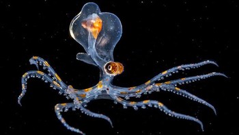 Seekor gurita transparan yang hanya memiliki lebar sekitar 2cm. Hewan ini dapat terlihat di malam hari di perairan pantai lepas Tahiti. Bintik-bintik warna oranye pada tentakelnya tersebut digunakan sebagai pelindung diri untuk menyamarkan dari pandangan musuh. (Foto: boredpanda)
