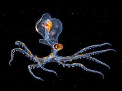 Kumpulan Hewan Tembus Pandang yang Menawan