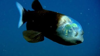 Tangkapan lensa kamera seekor ikan dengan kepala transparan. Tampak matanya terdapat di dalam kepalanya. Mata tersebut digunakan sebagai senjata untuk memburu mangsanya di kegelapan. Jenis ini diketahui bernama Macropinna microstoma atau spookfish. (Foto: boredpanda)