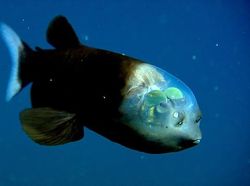 Kumpulan Hewan Tembus Pandang yang Menawan