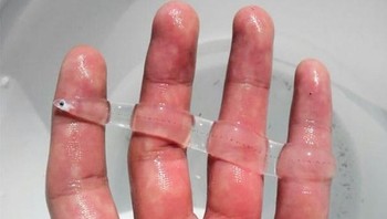 Leptocephalus adalah larva transparan dan datar dari belut laut, dan salah satu anggota dari Elopomorpha superorder. Jenis ini memiliki tubuh yang rata yang mengandung zat transparan seperti jelly di dalam tubuh dan lapisan tipis otot dengan myomeres terlihat dari luar. Mereka hidup di laut kedalaman 100 meter. (Foto: boredpanda)