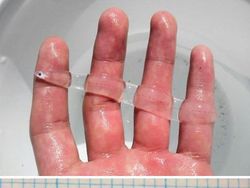 Kumpulan Hewan Tembus Pandang yang Menawan