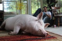 Foto Esther, babi betina dengan berat 300 kilogram yang memiliki 1 juta followers