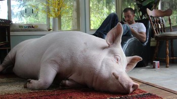 9. Babi: Para peneliti mempelajari babi memiliki memori jangka panjang sangat baik. Hewan yang senang berendam di lumpur ini dapat menemukan jalan keluar dari labirin, memahami bahasa simbolis sederhana, belajar memakai joystick, serta menggunakan cermin untuk menemukan makanan tersembunyi. Satu hal unik dari babi, mereka tak berendam di lumpur karena senang berkotor ria, namun untuk menurunkan suhu tubuh, mengingat hewan ini tak punya kelenjar keringat. Foto: dok. Facebook/Esther The Wonder Pig