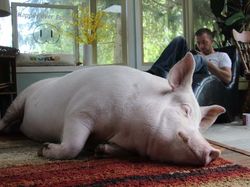 10 Hewan Paling Cerdas di Dunia, Ada yang Mengagetkan