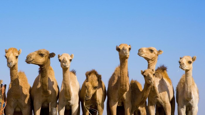 Ilustrasi unta. Foto: (Thinkstock) Ilustrasi unta. Foto: (Thinkstock)
