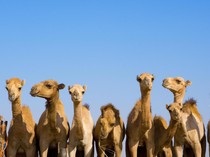 6 Keistimewaan Unta yang Dijelaskan dalam Al-Quran