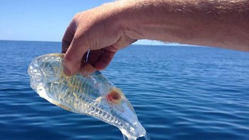 Ikan transparan ini tertangkap di lepas pantai Karikari di Pulau Utara Selandia Baru. Para ahli meyakini ikan ini adalah jenis Maggiore Salpa atau Salpa Maxima, yang umumnya ditemukan di Samudra Selatan. (Foto: boredpanda)