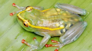 Hyperolius leucotaenius adalah jenis spesies katak yang transparan, kita bisa lihat bagian organ bahkan tampak telur-telur dalam tubuhnya. Spesies katak ini ditemukan di Sungai Elila, bagian tenggara Kongo. (Foto: boredpanda)