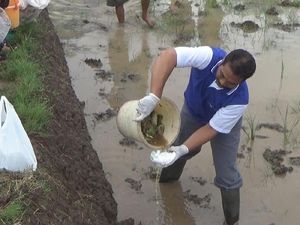 Petani di Jombang Basmi Tikus Pakai Popok Bayi