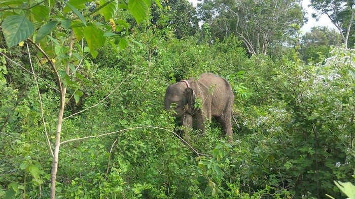 gajah liar