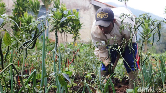 Curah Hujan Tinggi, Petani Cabai di Cianjur Terpaksa Panen Dini
