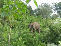 PLG Aceh Besar Rawat Anak Gajah Liar yang Alami Gizi Buruk