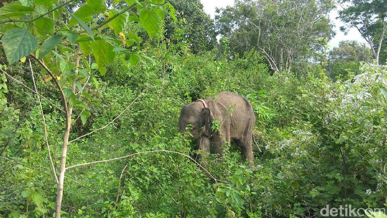 6 Gajah Kerdil Kalimantan Ditemukan Mati di Malaysia 6 Gajah Kerdil Kalimantan Ditemukan Mati di Malaysia