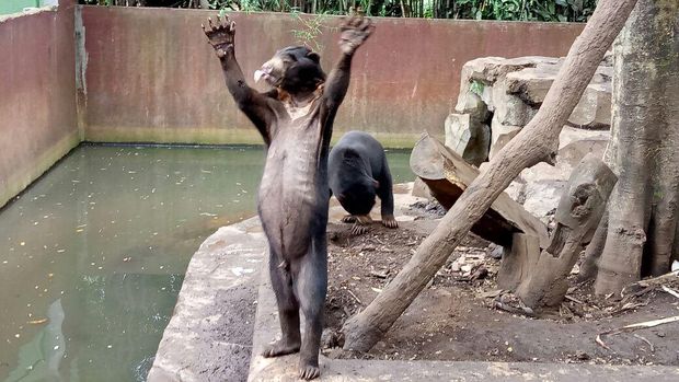 beruang madu di Bonbin Bandung/Avitia Nurmatari detikcom