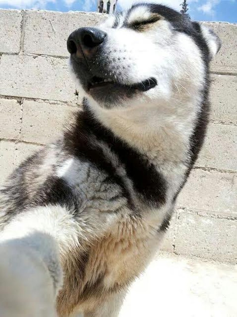 27+ Gambar anjing husky keren update