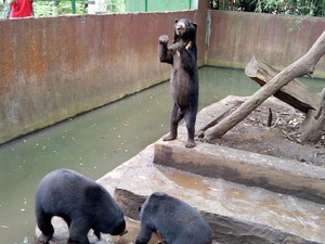 Bonbin Bandung Minta Ridwan Kamil Lihat Langsung Beruang Kurus