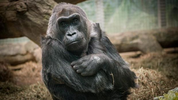 Colo di Columbus Zoo dalam foto tahun 2014 (Grahm S. Jones/Columbus Zoo and Aquarium/Handout via REUTERS)