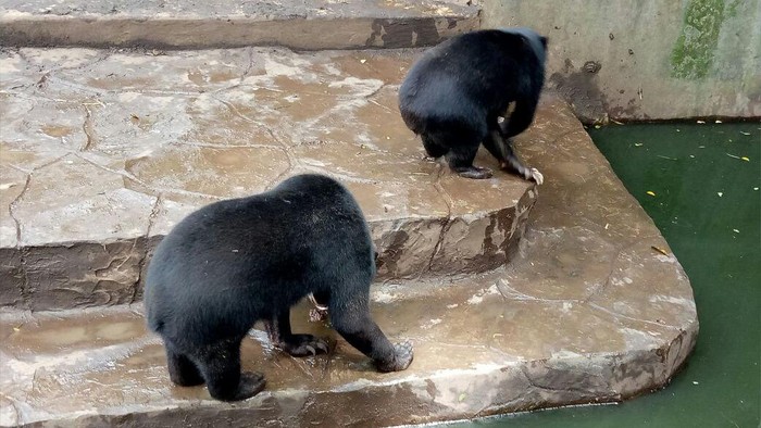 Beruang madu di Bonbin Bandung/Avitia Nurmatari detikcom